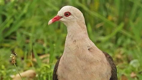 Pink Pigeon Breed Guide Pigeonpedia
