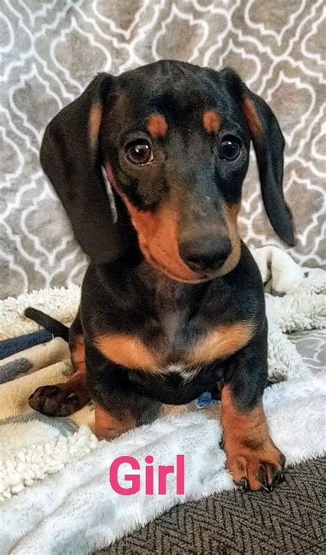 And breeding, check with us for availablility. Dachshund Puppies For Sale | Phoenix, AZ #324911 | Petzlover