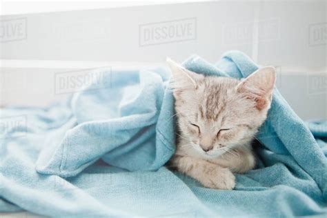 Tabby Kitten Sleeping Under Blanket Stock Photo Dissolve