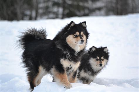 Everything About Your Finnish Lapphund Luv My Dogs