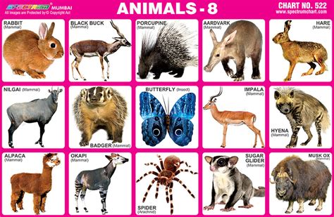 Spectrum Educational Charts Chart 522 Animals 8
