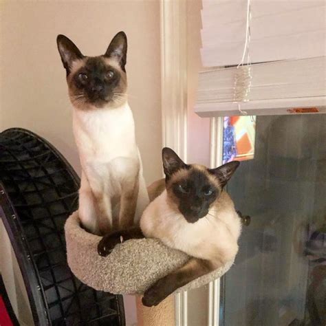 Pick siamese kittens for adoption! Siamese Kittens For Sale Mn - petfinder