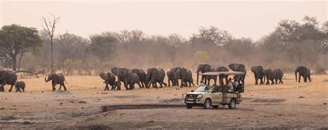 Best African Safari Tours Our Top 10 Picks Go2africa