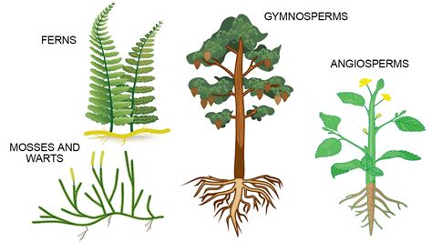 What Are The Four Different Types Of Leaves Rankiing Wiki Facts