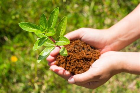 Hand Holding And Planting New Tree Stock Photo Image Of Summer