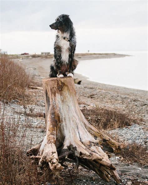 This Is My Dog On A Log Justjudyandherdog