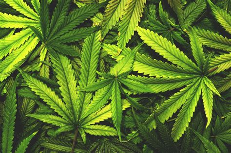 Définition Cannabis