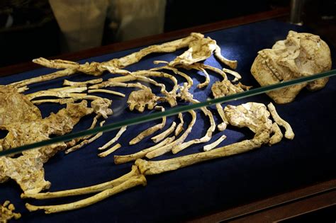 Rare ‘human Ancestor Skeleton From 36 Million Years Ago Found