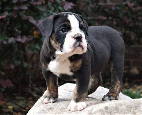 4 females and 1 male available. Black Tri Olde English Bulldogge Puppies For Sale