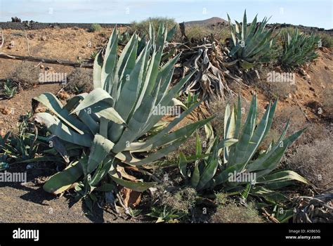 Sisal Plant Growing Wild In Lanzarote Stock Photo Alamy