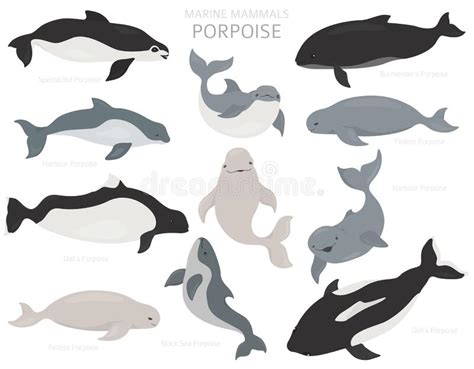 Mammals Marine Stock Illustrations 3335 Mammals Marine Stock