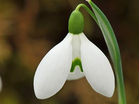 Pin On Snowdrops