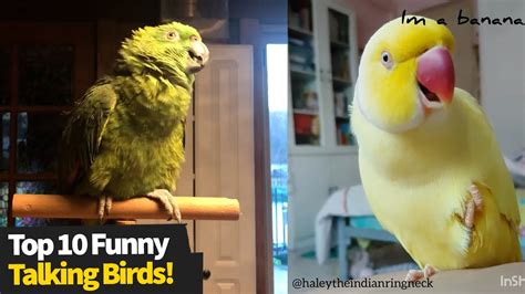 Top 10 Funniest Talking Birds These Are Hilarious Youtube