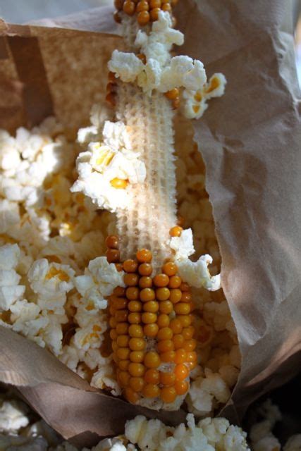 Try This Popcorn On The Cob Mamas High Strung Dried Corn Hot