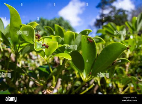 Leaf Cutter Ants Stripping Down A Decorative Plant In The Costa Rican