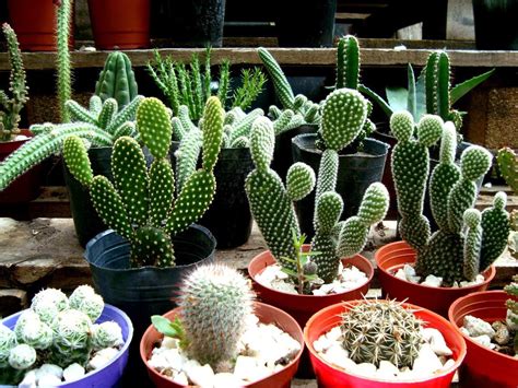 Tipos De Cactus CaracterÍsticas Variedades Cuidados