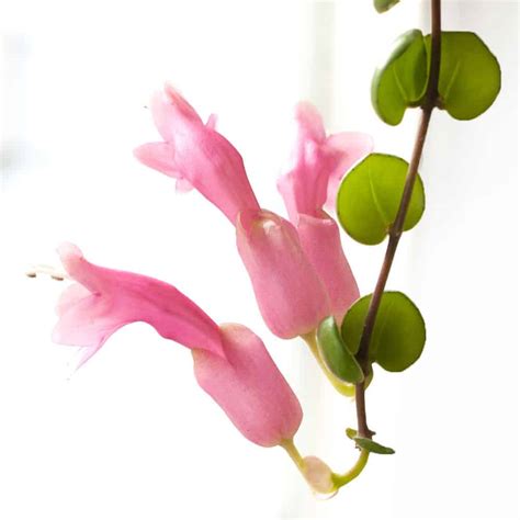 Aeschynanthus Radicans ‘thai Pink Arcadia Botanic