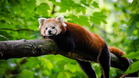 Red Panda Wallpapers 66 Pictures