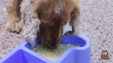 Benefits Of Homemade Dog Food Complete Nutrition Guide With Recipes