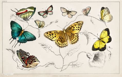 Collection Of Various Butterflies From A History Of The Earth And