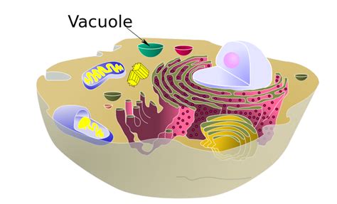 Filebiological Cell Vacuolesvg Wikimedia Commons