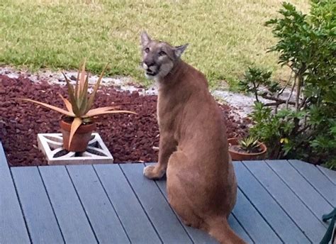 Rare Florida Panther Sightings Go Viral Cbs News