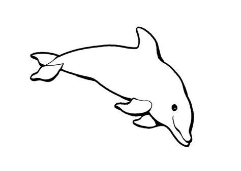 dolphins coloring pages coloring pages
