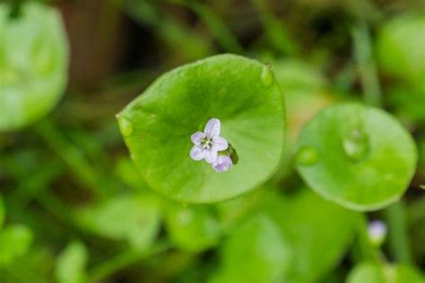 Grazie a piantina online now riceverai velocemente la tua nuova piantina con tanti spunti per la tua nuova casa. Piantine Di Portulaca Online / Portulaca Yougardener : È ...