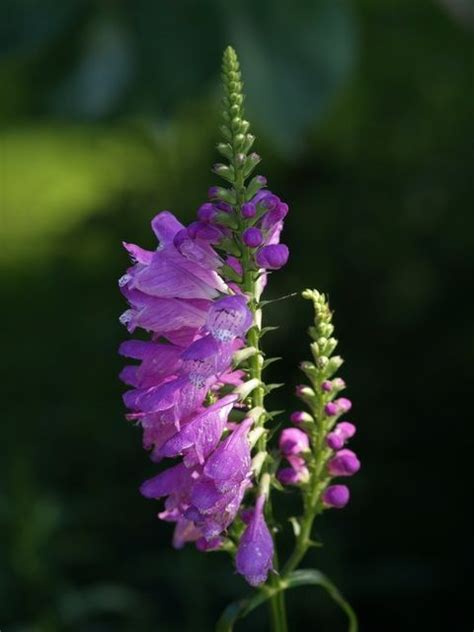 Flowers plant images obedient plant plant growth pretty flowers perfect plants hummingbird plants native plants lady bird johnson wildflower center. Obedient Plant (Physostegia virginiana) Biopix photo/image ...