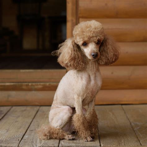 Apricot Poodles Breed Profile And Info History Care Training And Cost