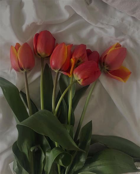 Valeria Mazur On Instagram I Bloom As Beautifully As Tulips Tulips