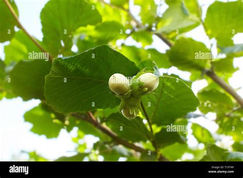 Green Hazelnuts On The Tree Nuts Of The Filbert Growing Hazelnut Tree