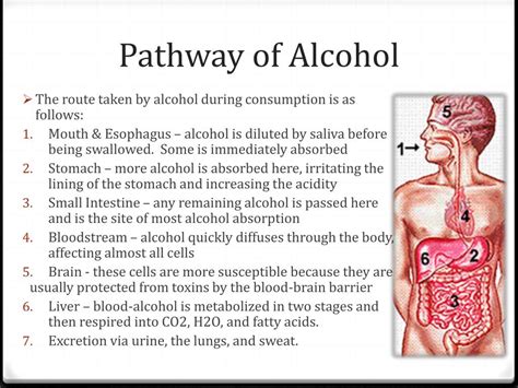 Ppt Physiological Impacts Of Alcohol Powerpoint Presentation Free