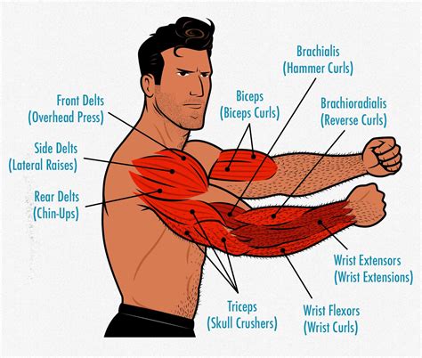 Diagram Of The Muscles In The Forearm Muscles Of The Arm And Hand The
