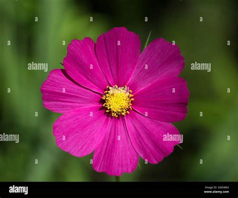 Purple Cosmos Daisy Stock Photo Alamy