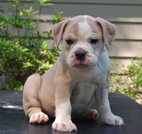 Why buy an english bulldog puppy for sale if you can adopt and save a life? Blue Fawn Olde English Bulldogge Puppies For Sale
