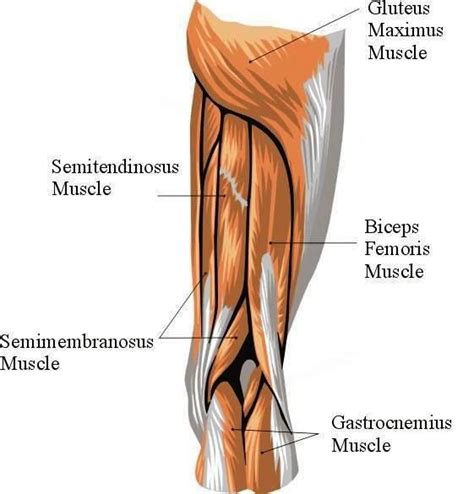 There are several muscle groups in the upper leg anatomy, each of which contains multiple individual muscles. Pin on Research body