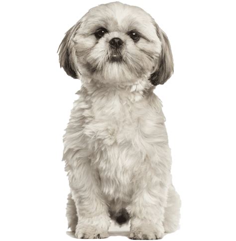 Shih Tzu Puppy Png Picture Png Mart