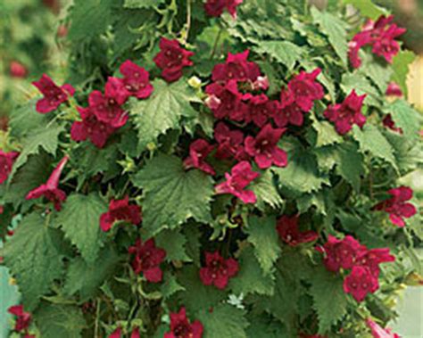 Whether you have a patio, balcony, courtyard or porch a container with a flowering vine can add color and sparkle. Showy Red-Flowering Vine (National Gardening Association)