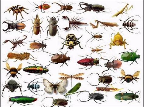 Insecta Clipart 20 Free Cliparts Download Images On Clipground 2024