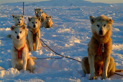 The Team Ready To Go Greenland Greenland Dog Dog Sledding Greenland