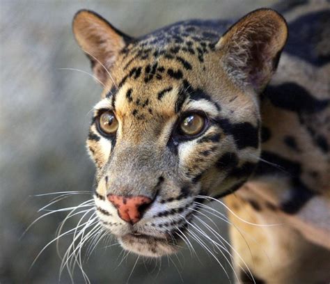 Best Of Clouded Leopards A Gallery On Flickr