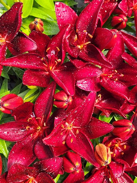 Lilium Asiatic Pot Lily Looks ‘tiny Comfort Ppaf North Coast Perennials