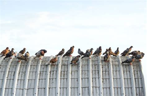 4 Most Effective Methods Of Bird Control In Commercial Properties Take Care Termite And Pest