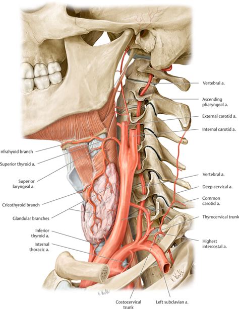 Of the two common carotid arteries, which extend headward on each side of the neck, the left originates in the arch of the aorta over the heart; What major blood vessels run through the neck? - Quora