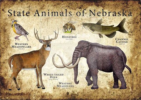 Nebraska State Animals Poster Print Inkart