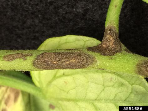 Early Blight Alternaria Solani