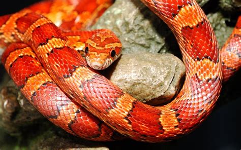 Grow to epic length by playing these snake games. animals, Snake, Reptile Wallpapers HD / Desktop and Mobile ...