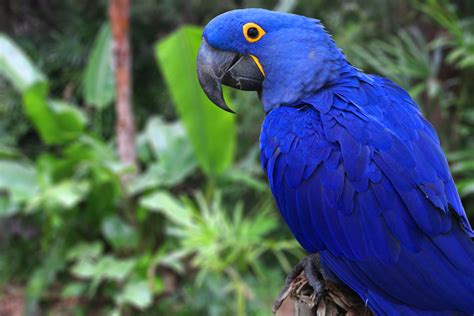 Is The Blue Macaw Extinct Not Yet Earthpedia