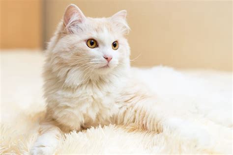 Turkish Angora Cat — Full Profile History And Care